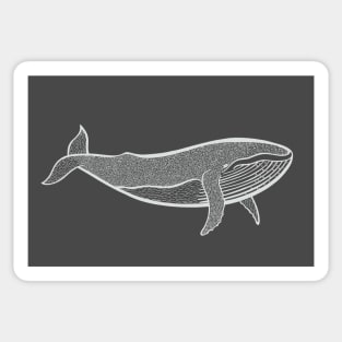 Humpback Whale - marine animal drawing Sticker